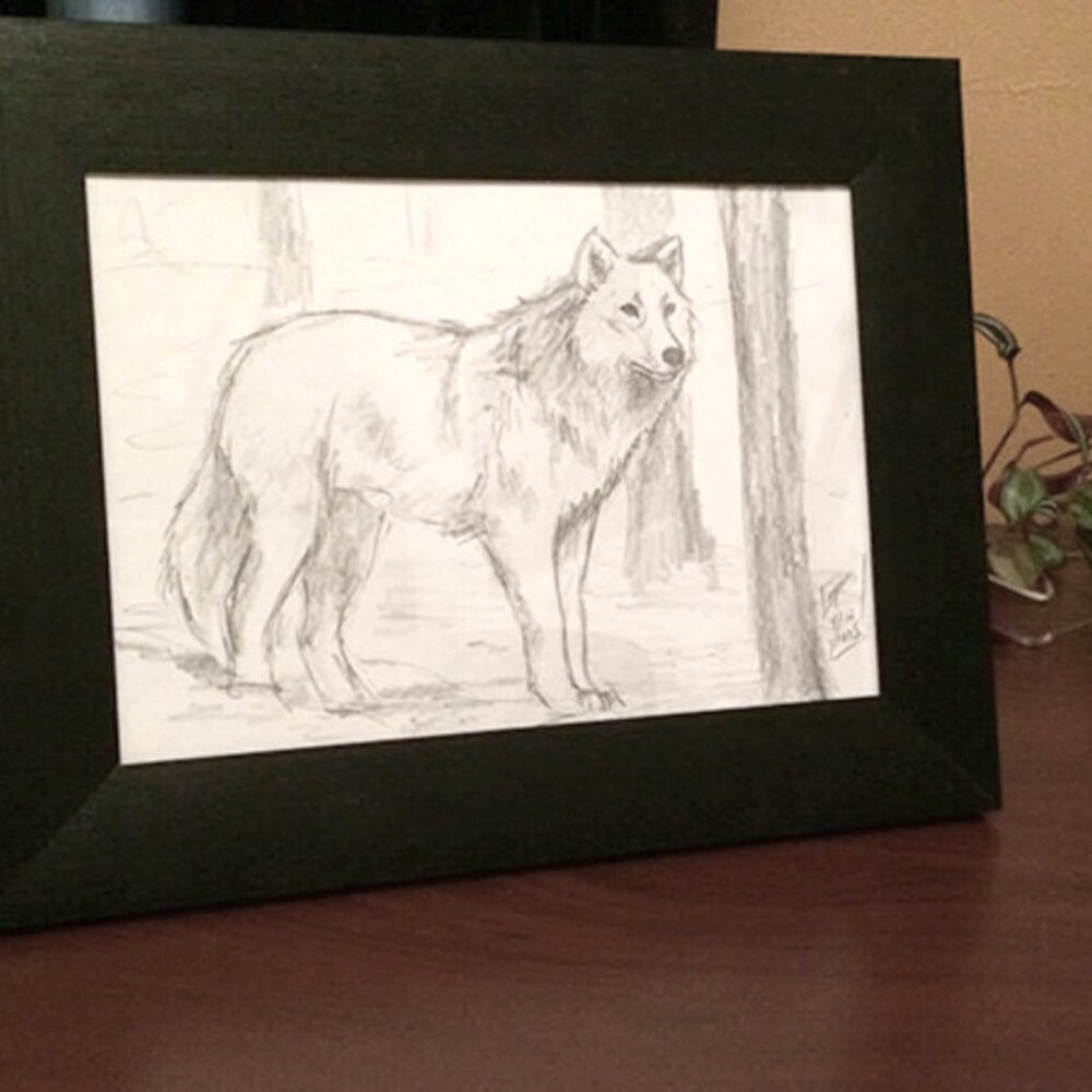Original framed 5" x 7" white WOLF wildlife artwork sketch pencil drawing art